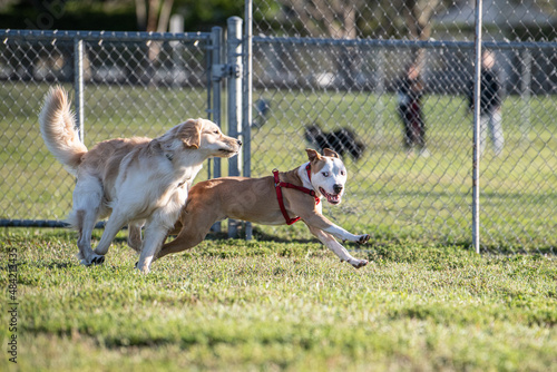 Obraz na płótnie A pitbull mix and a labrador playing at the dog park w salonie