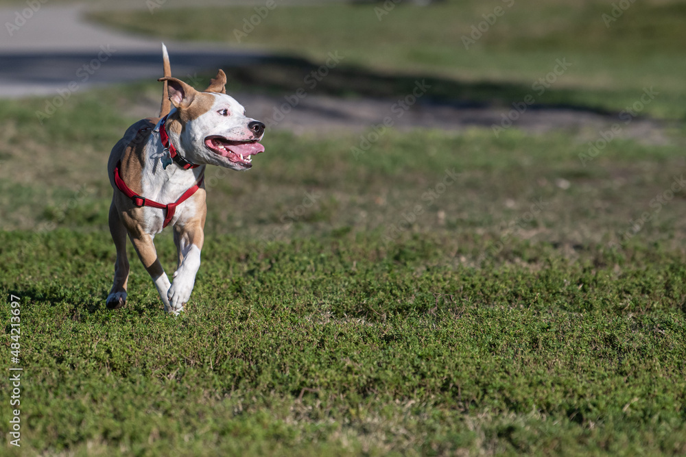 A Staffordshire terrier mix running on grass