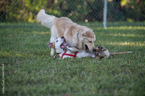 Obraz na płótnie A pitbull mix and a labrador playing at the dog park w salonie