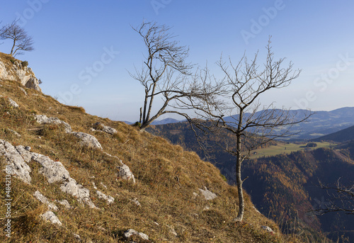 Alpine mountains panoramic view to valley and trees on foreground on autumn sunny evening