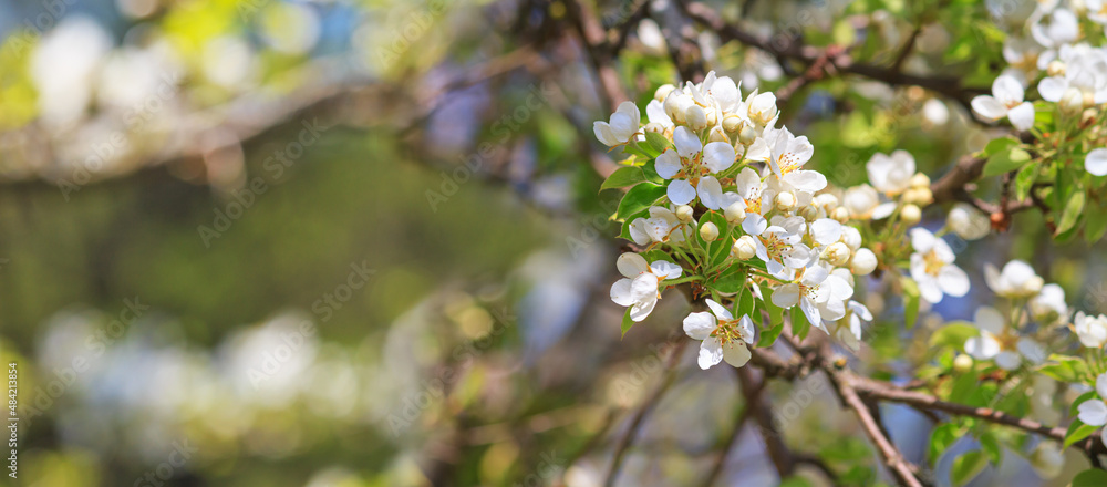 Spring background, banner - flowers of plum tree, selective focus, close up with space for text Spring background, banner - flowers of plum tree, selective focus, close up with space for text