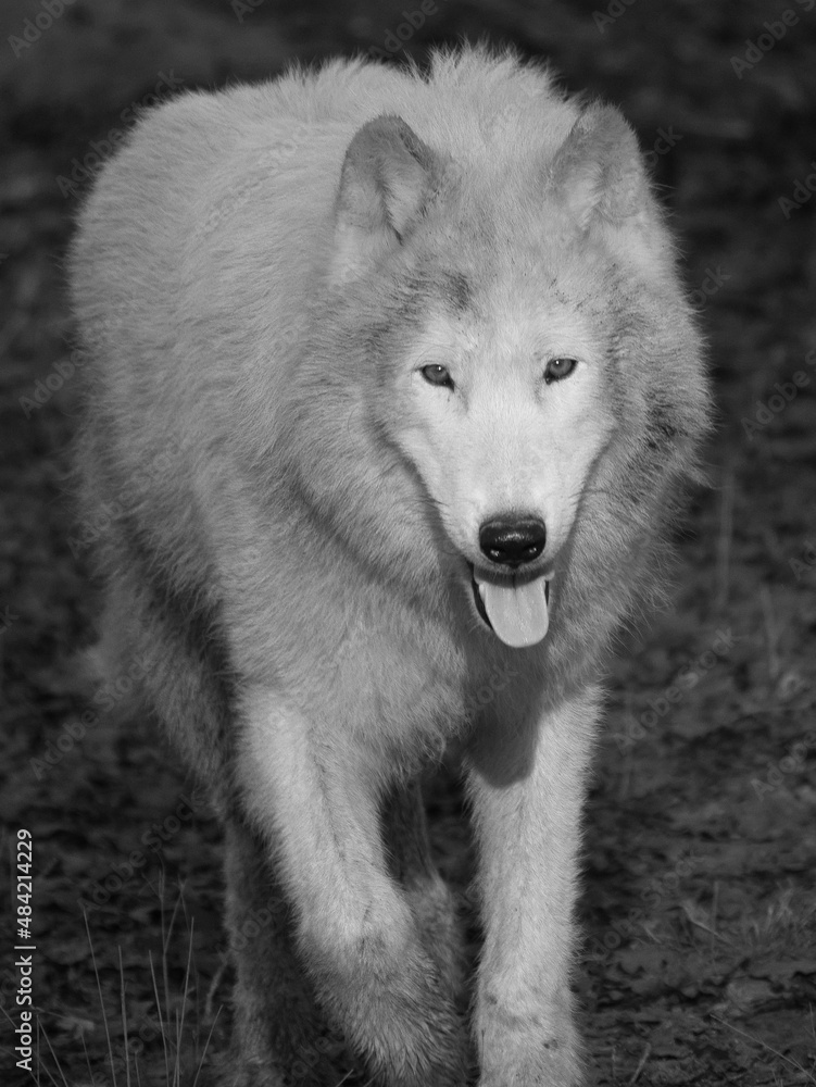 Obraz premium Loup blanc