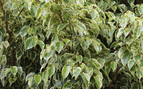 Variegated foliage of a Weeping Fig. Ficus benjamina photo