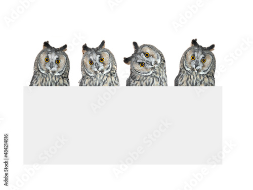 four wise owls with a border for an inscription isolated on a white background photo