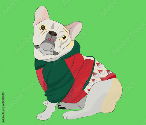 bulldog dog with jacket