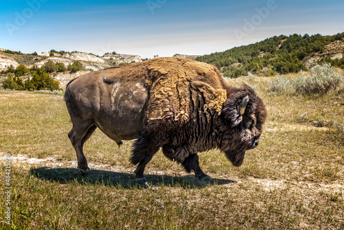 Canvas Print Beautiful wild American Bison in the wilderness, North Dakota