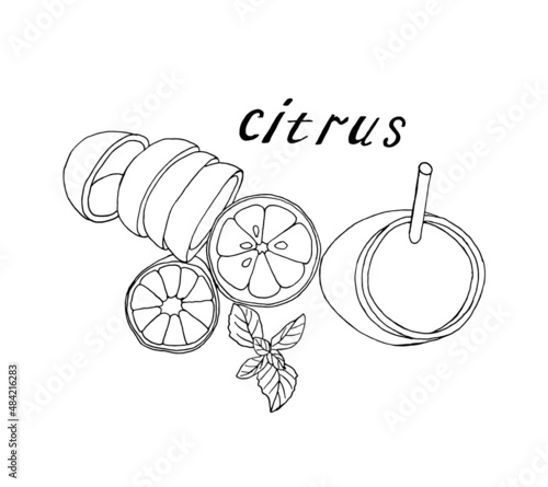 Pen-drawn citrus set isolated on white. Graphic elements of citrus fruits, a collection for the design of labels, packaging, posters to strengthen the immune system. Vector illustration.