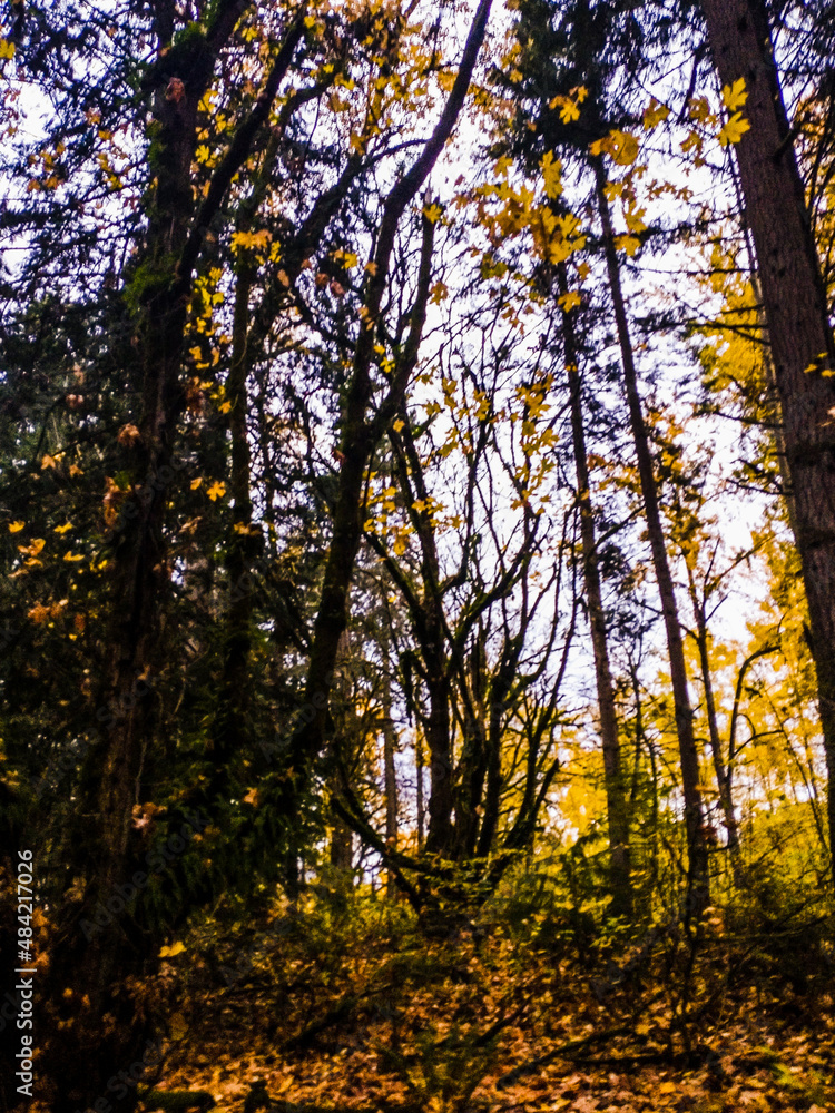 Obraz premium autumn in the forest