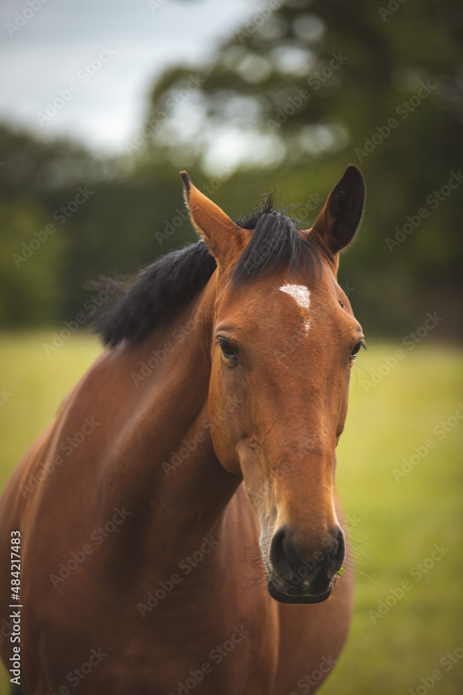 Nice brown horse in the field. Horse face. Nice brown horse in the field. Horse face.
