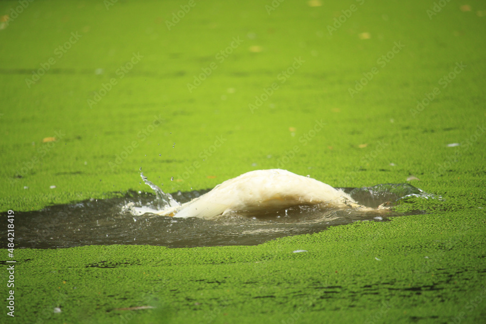Obraz premium A beautiful white duck is bathing in the water of the pond