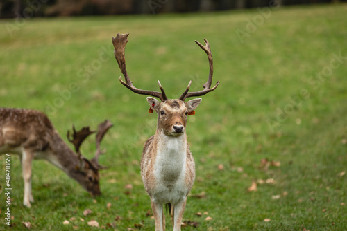 Canvas Print Brown deer in a park. Phoenix Park, Dublin.