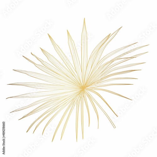Hand drawn  tropical summer design element  golden fan palm tree leaves  line art. 
