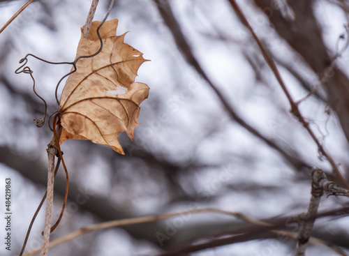 Close-up of dried maple leaf tangled in on vine plant on a cold January day with blurred snow and branches in the background.