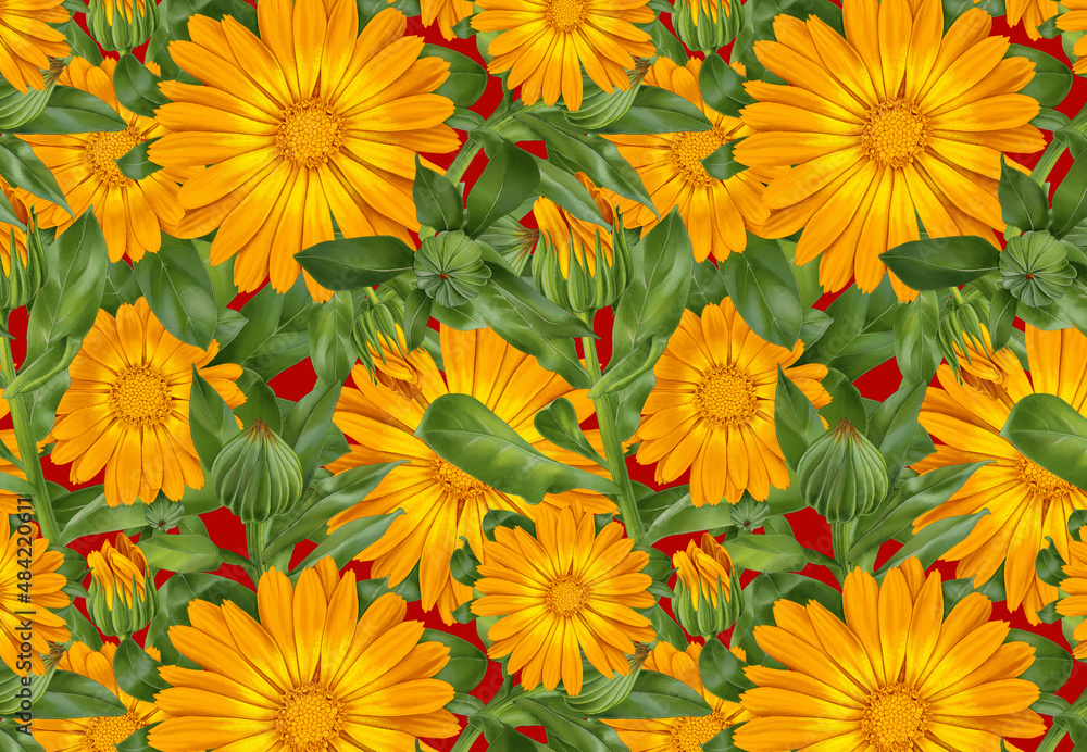 Calendula pattern, floral pattern Calendula pattern, floral pattern