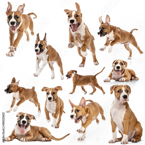 Collage about beautiful purebred dog, American Staffordshire Terrier isolated over white background. Concept of beauty, breed, pets, animal life.