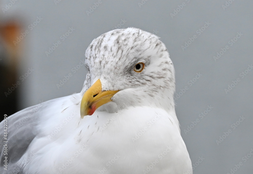Silbermöve auf einem Holzgeländer
