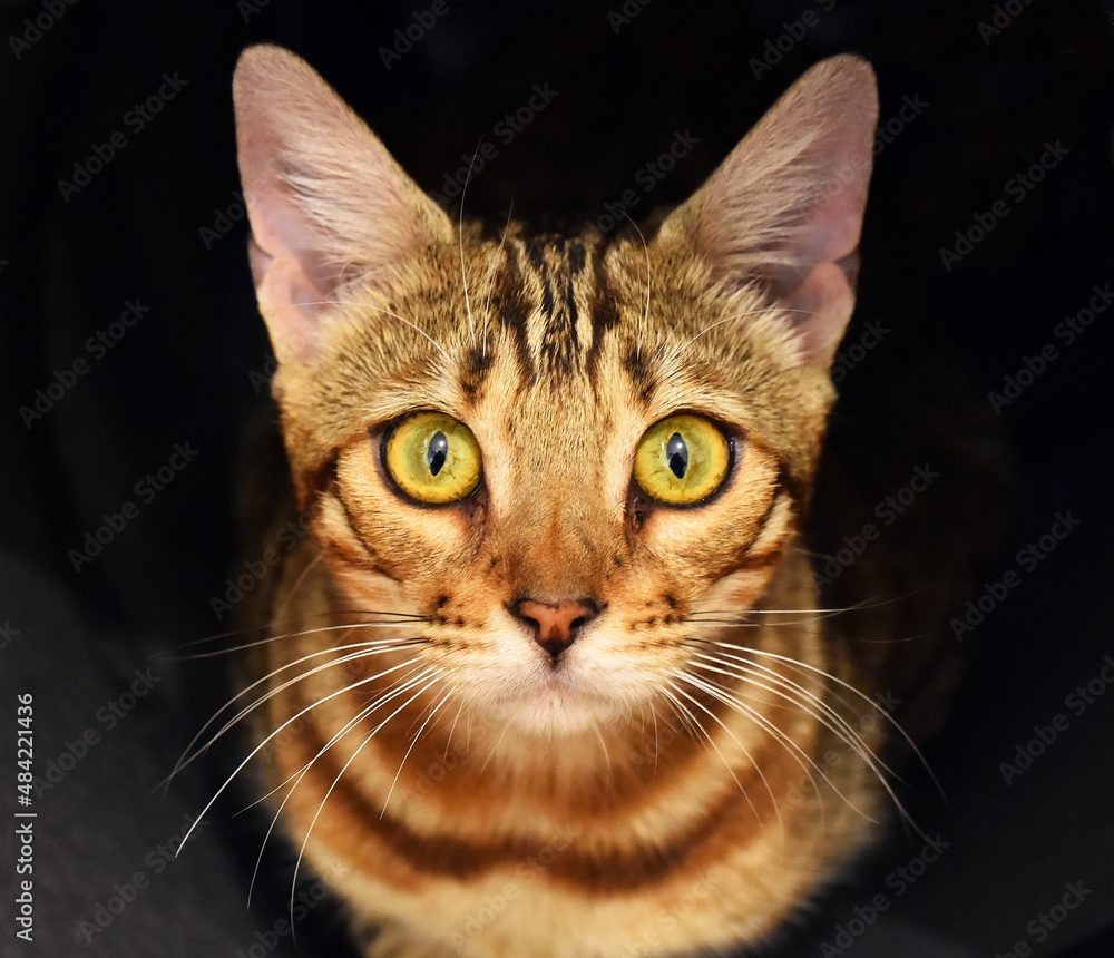 un gato con bonitos ojos