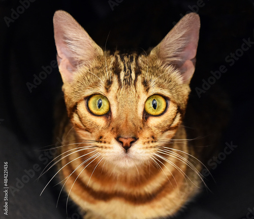 un gato con bonitos ojos