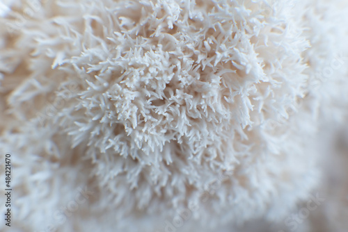 Hericium erinaceus or Lions mane mushrooms on a plate with Chinese sticks. photo