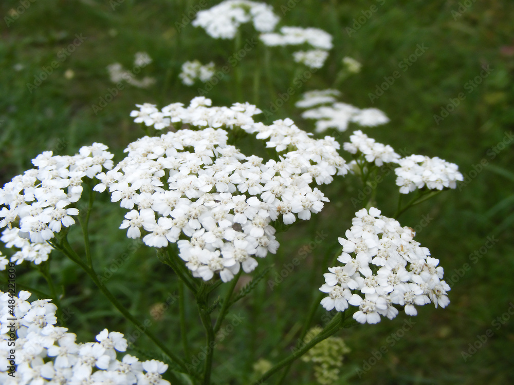 Close-up view of the white inflorescence of flowering yarrow. Beautiful meadow plants which used in folk medicine to reduce to strengthen immunity. Close-up view of the white inflorescence of flowering yarrow. Beautiful meadow plants which used in folk medicine to reduce to strengthen immunity.