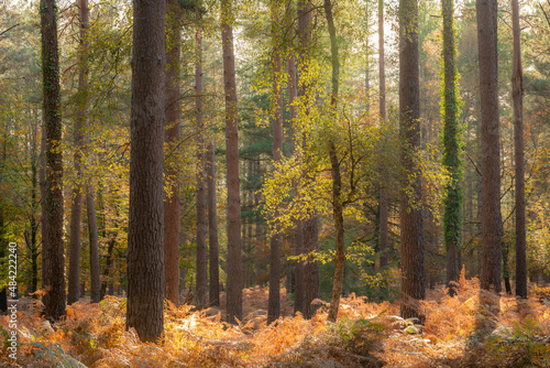 Sunny autumn woodland scene, New Forest, Hampshire, England photo