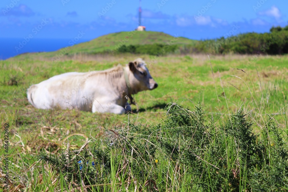 Vaca pradera