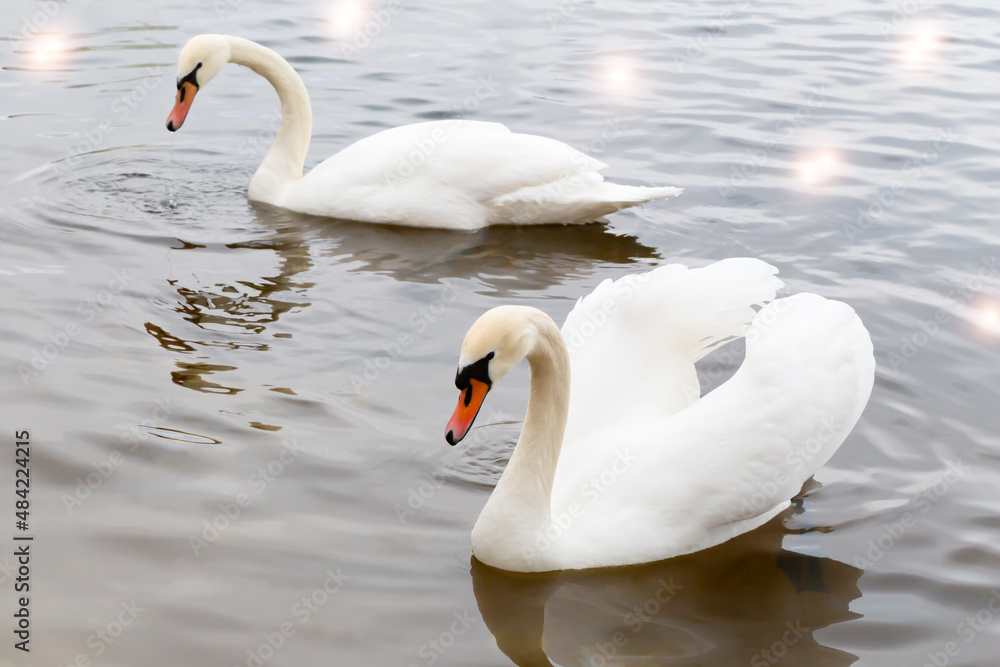 Obraz premium Two swans float on the water