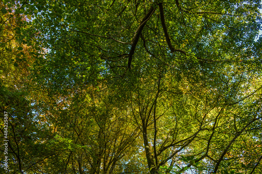Fototapeta premium Tree canopy, green leaves from below