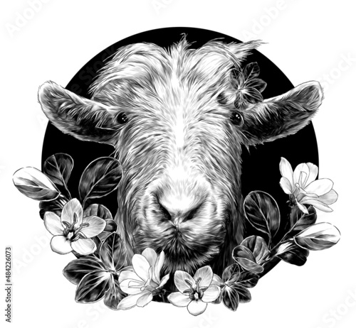 goat head full face on circle background and composition decorated with grass and flowers, sketch vector graphics monochrome illustration on white background