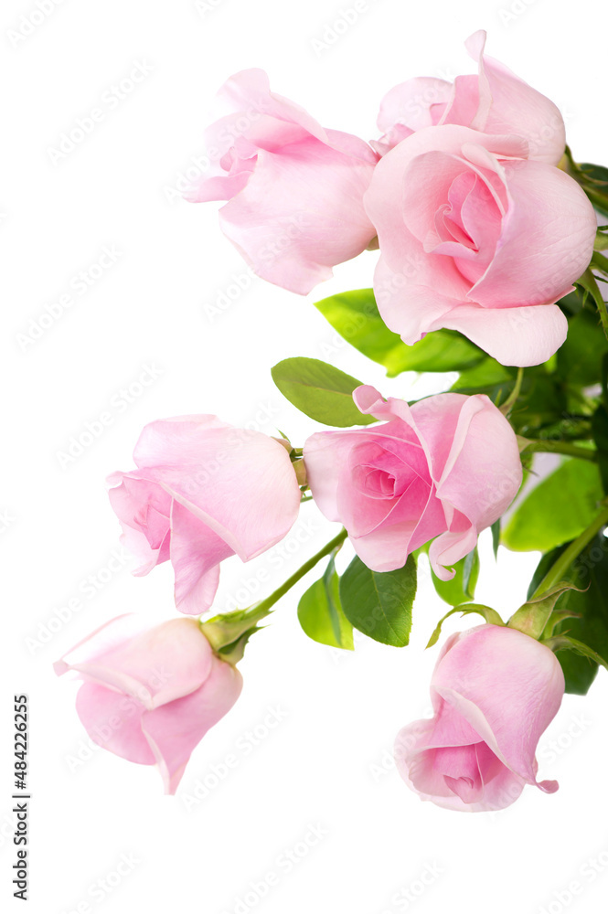 beautiful bouquet of pink roses flowers isolated on white background beautiful bouquet of pink roses flowers isolated on white background