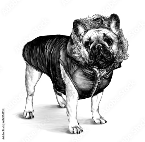 dog breed pug stands tall dressed in winter clothes jacket with hood and fur, sketch vector graphics monochrome illustration on white background