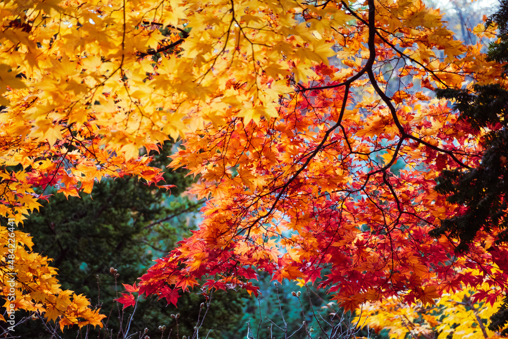 様々な紅葉のイメージ  北海道札幌市