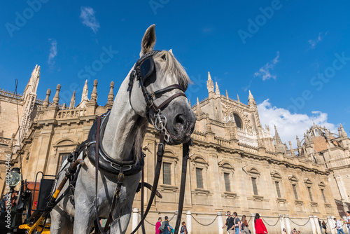 A horse attached to a carriage waiting for tourists in front of Catedral de Sevilla (Seville Cathedral, Seville, Andalucia photo