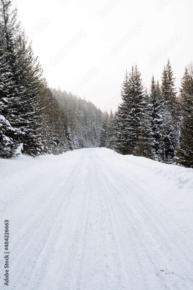Snow-covered empty road without cars. A road going straight to the mountains. Tall mighty trees are covered with snow. A journey in the wild in winter