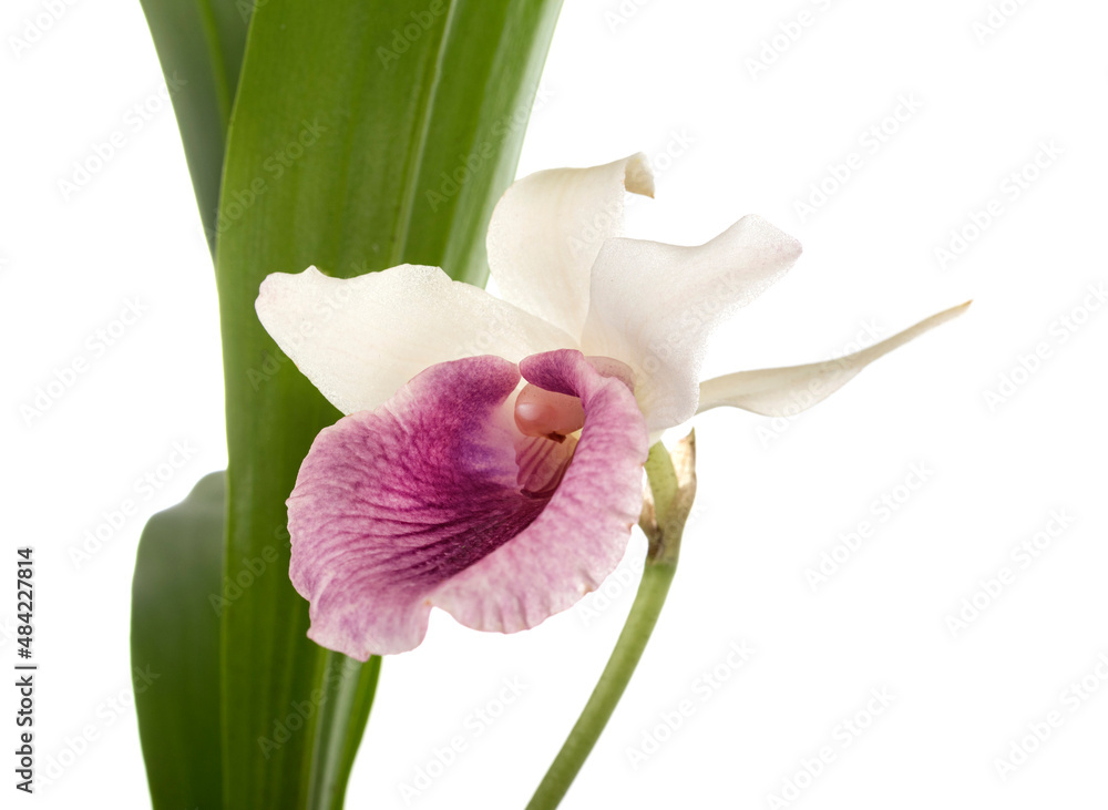 Fototapeta premium Cochleanthes in studio