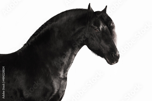 Black horse friesian white background