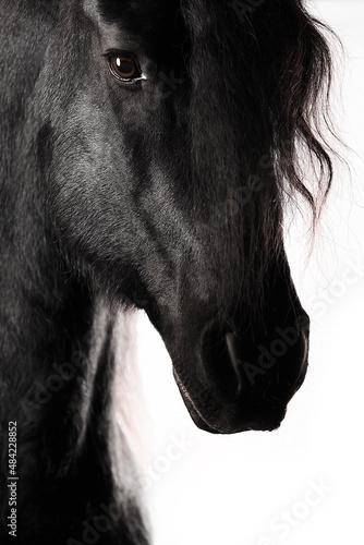 Black horse friesian white background