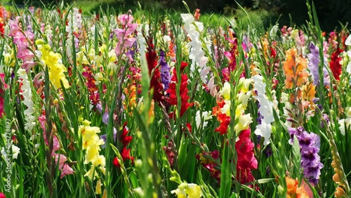 Multicolored gladiola on a beautiful flower field for self picking. Panning close up of colorful flowers. Florist concept in Germany.