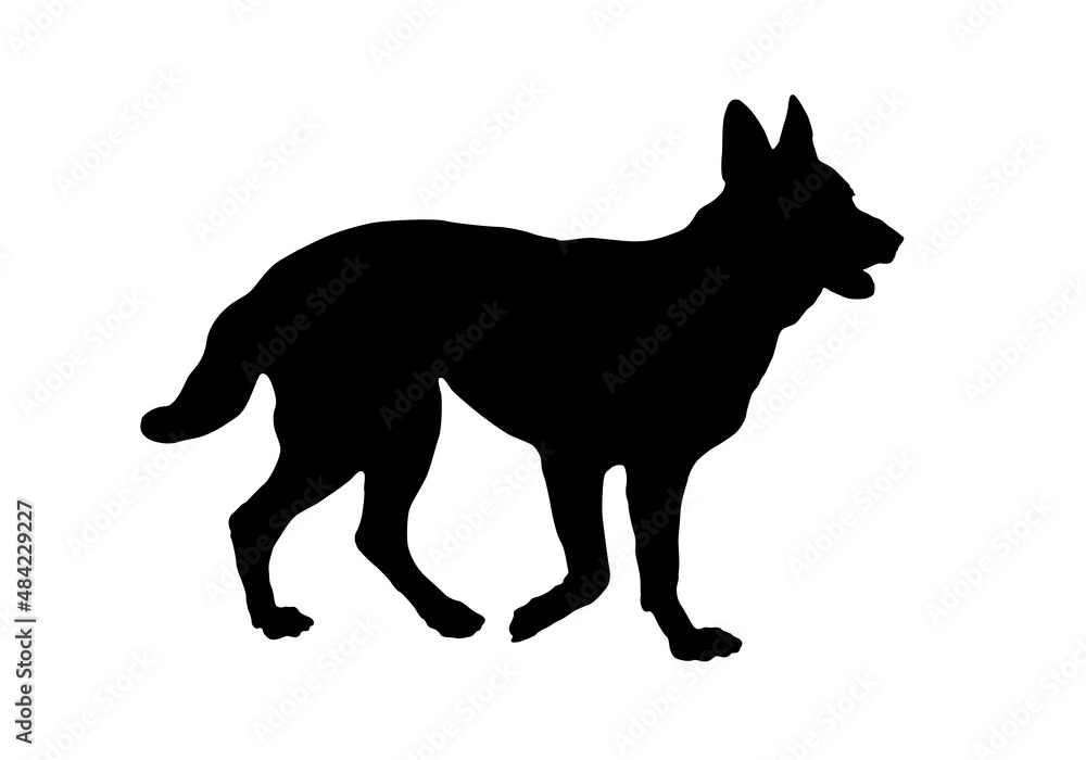 Standing german shepherd dog puppy. Black dog silhouette. Pet animals. Isolated on a white background.