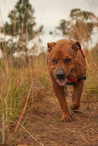 Wallpaper Mural Pitbull walking through tall grass. Torontodigital.ca
