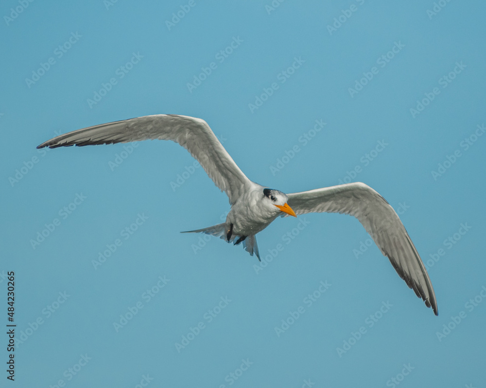 Obraz premium Seagull flying in the sky with open wings