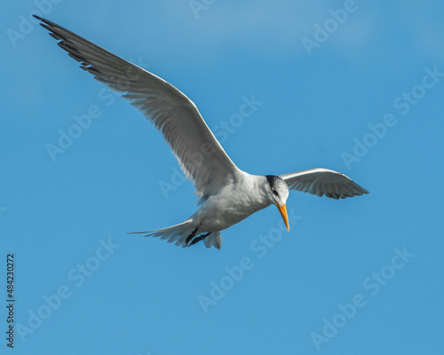 Seagull flying in the sky looking down © Cavan