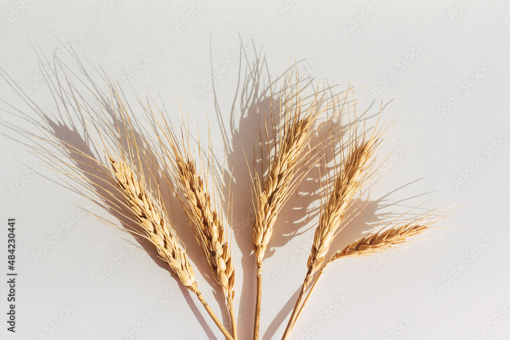 spikelets of wheat on a white background spikelets of wheat on a white background