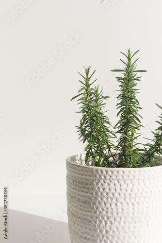 white pot with rosemary on a white background