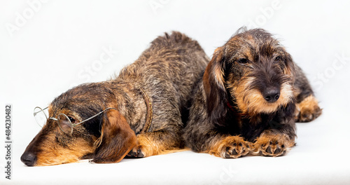 Two long-haired dachshunds, one with glasses