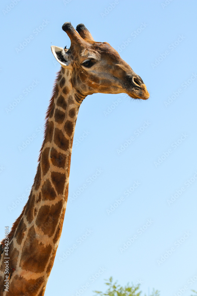 Giraffe, Pilanesberg Giraffe, Pilanesberg