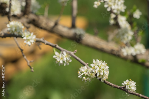 Plum blossom branch or twig. The concept of growing fruit trees and flowering in spring in the garden