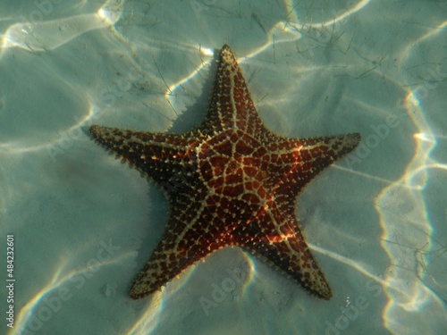 Starfish in the Carribean Sea