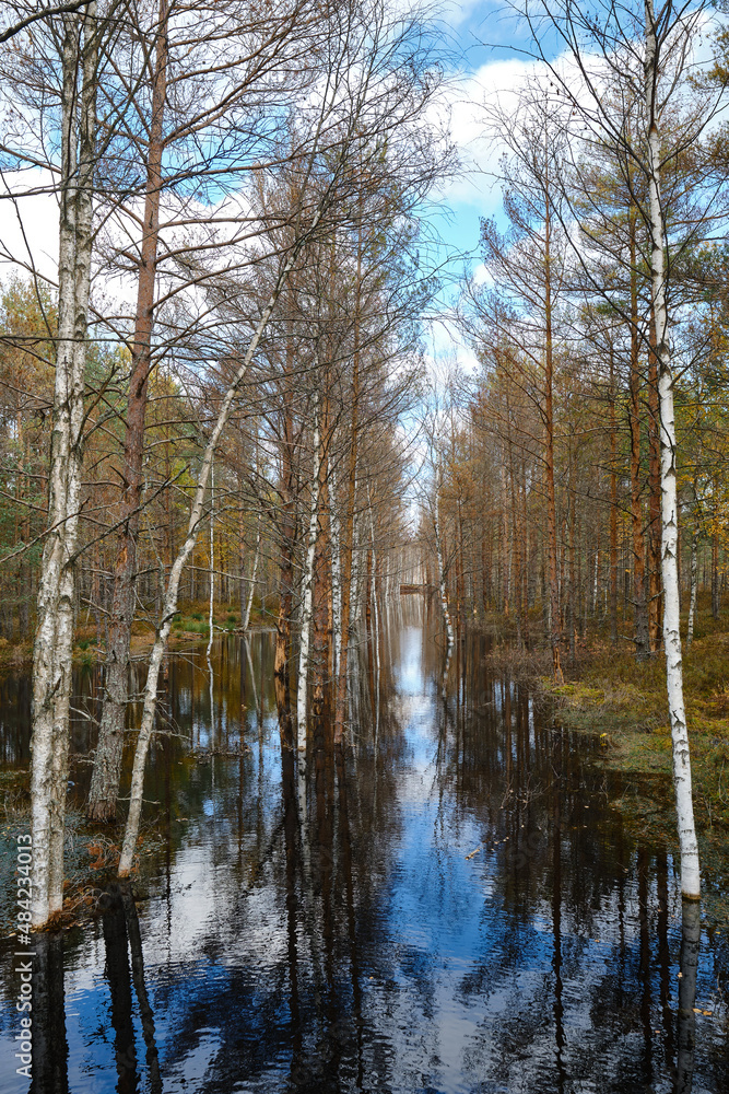 Beautiful natural landscape in Lahemaa National Park in Estonia. Viru Raba swamp in autumn. Travel and exploration. Tourism and travel concept image, fresh and relaxing image of nature Beautiful natural landscape in Lahemaa National Park in Estonia. Viru Raba swamp in autumn. Travel and exploration. Tourism and travel concept image, fresh and relaxing image of nature