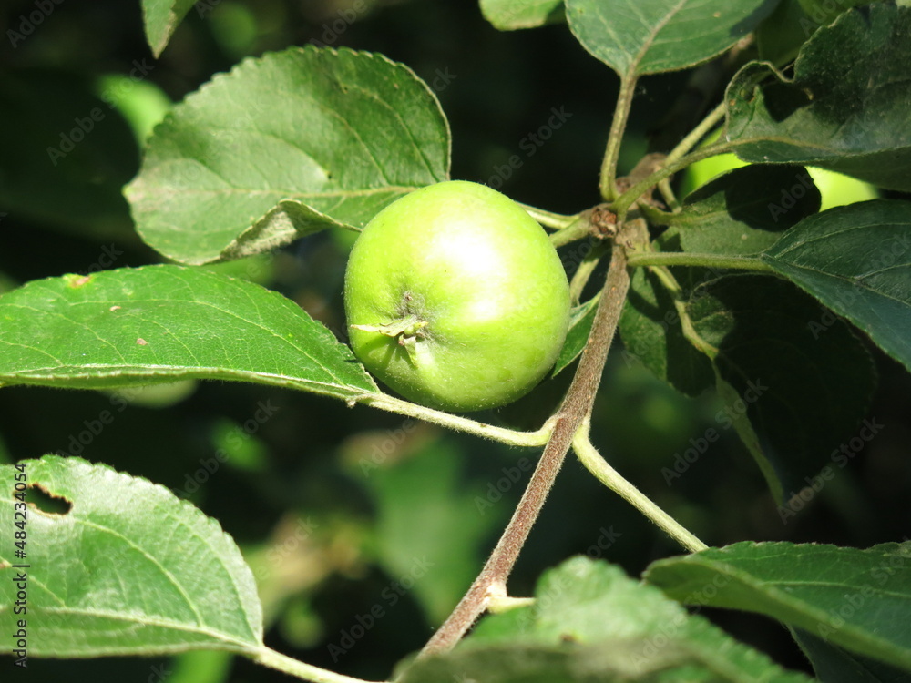 Fototapeta premium green apples on the branches ripen in the garden in spring